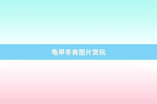 龟甲冬青图片赏玩