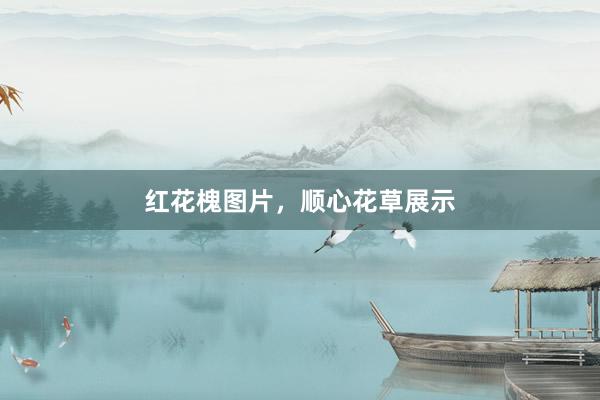 红花槐图片，顺心花草展示